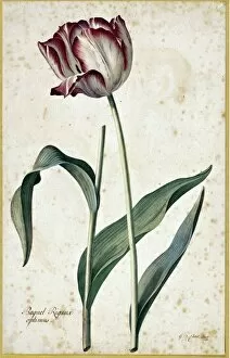 Liliaceae Gallery: Tulip Baquet Rigaux Optimus, 1740