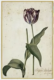 Botanical Art Gallery: Tulip Bissard Adelaar, 1740
