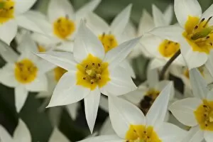 White Gallery: Tulipa turkestanica