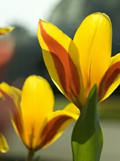 Petal Gallery: Tulips