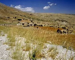 Images Dated 10th December 2008: The upper slopes Mount Lebanon with wild barley in the foregroun