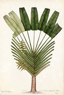 Watercolour On Paper Collection: Urania speciosa, Willd.(Ravenala madagascariensis, Travellers Palm )