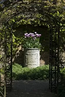 Urn with tulips