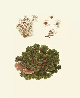 Botanical Illustration Gallery: Usnea austroafricana, Ricasolia virens, beard lichen, lichen