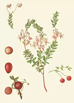 Botanical Art Gallery: Vaccinium macrocarpon, 1871