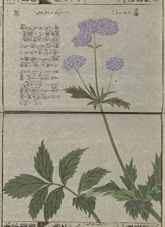 Double Page Gallery: Valeriana (Valeriana fauriei), woodblock print and manuscript on paper, 1828