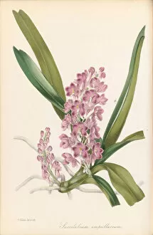 Botanical Illustration Collection: Vanda ampullacea, 1834-1849