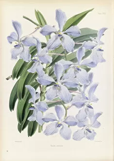 Biology Collection: Vanda coerulea (Blue vanda), 1862