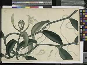 Botanical Illustration Collection: Vanilla planifolia, 1797-1814