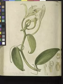 Botanical Illustration Collection: Vanilla planifolia, 1805-1807