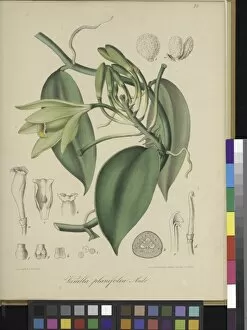 Botanical Illustration Collection: Vanilla planifolia, 1805-1846