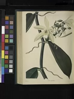 Botanical Illustration Collection: Vanilla planifolia, 1808
