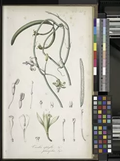 Orchids Gallery: Vanilla planifolia, 1835-1848
