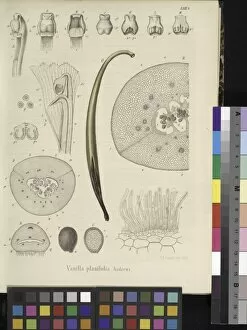 Orchidaceae Collection: Vanilla planifolia, 1858-1863