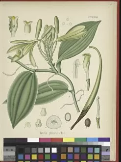 Botanical Illustration Collection: Vanilla planifolia, 1887
