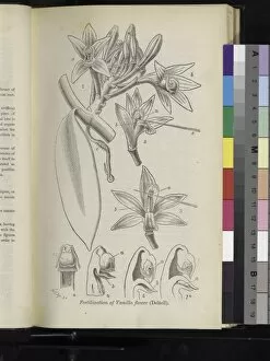 Botanical Illustration Collection: Vanilla planifolia, 1888