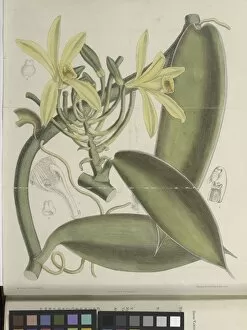 Orchidaceae Collection: Vanilla planifolia, 1891
