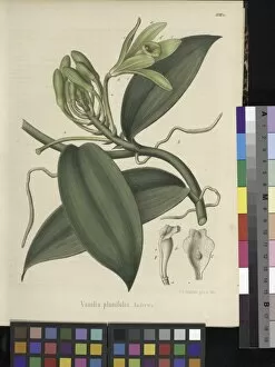 Botanical Art Gallery: Vanilla planifolia