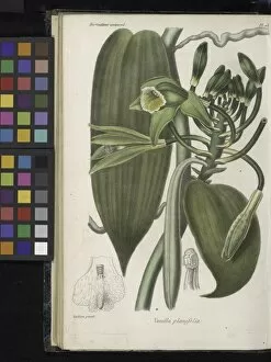 Orchids Gallery: Vanilla planifolia (Vanilla orchid), 1839-1845