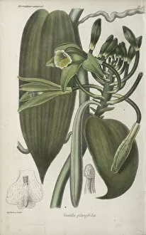 Images Dated 27th April 2020: Vanilla planifolia (Vanilla orchid), 1839-1845