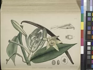 Vanilla planifolia (Vanilla orchid), 1880