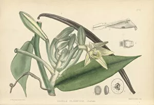 Images Dated 29th April 2020: Vanilla planifolia (Vanilla orchid), 1880
