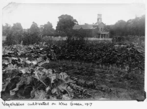 Images Dated 12th February 2015: Vegetables cultivated on Kew Green, 1917