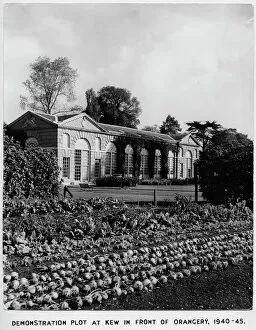 History Gallery: Vegetables growing in the Demonstration Plot, RBG Kew, WWII