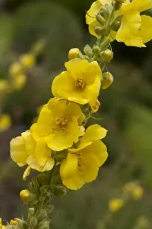 Flowers Gallery: Verbascum phlomoides