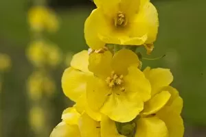 Yellow Flower Gallery: Verbascum phlomoides