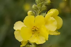 Flowers Collection: Verbascum phlomoides