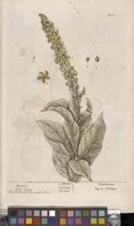 Botanical Collection: Verbascum thapsus, 1737-39
