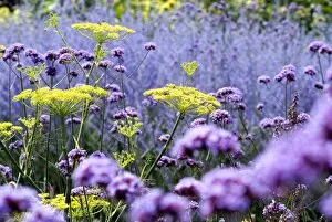Floral gardens Collection: verbena and fennel