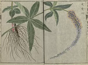 Honzo Zufu Collection: Veronicastrum (Veronicastrum sachalinense), woodblock print and manuscript on paper, 1828