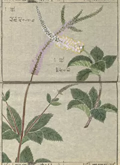 Veronicastrum (Veronicastrum sibericum), woodblock print and manuscript on paper, 1828