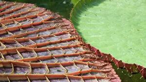 Horticulture Collection: Victoria amazonica
