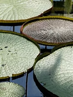 Princess Of Wales Conservatory Collection: Victoria amazonica