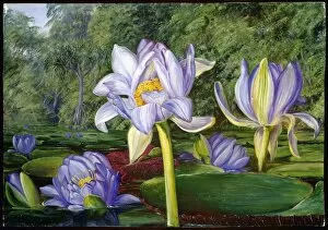 Paintings Collection: View in the Botanic Garden, Brisbane, Queensland. Marianne North