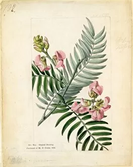 Leguminosae Collection: Virgilia capensis ( Vetch-leaved Virgilia )