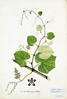 Vitaceae Gallery: Vitis indica, Willd