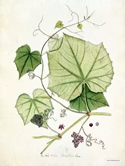 Botanical Art Collection: Vitis latifolia, R