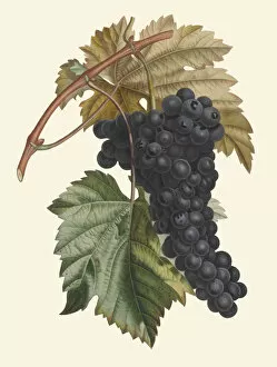 Edible Plants Gallery: Vitis vinifera, 1846