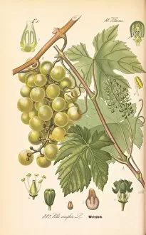 Color Collection: Vitis vinifera, grapes