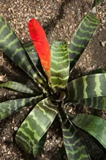 Images Dated 25th May 2011: Vriesea splendens