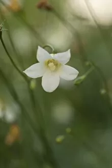 White Gallery: Wahlenbergia angustifolia