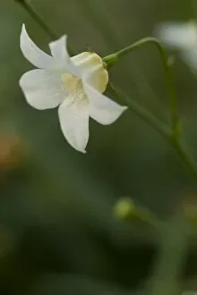 Wahlenbergia angustifolia