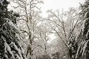 Images Dated 8th January 2010: Wakehurst Place in the snow