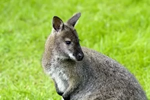 wallaby at Kew