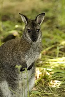 Wildlife Collection: wallaby at Kew