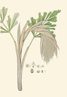 Botanic Illustration Collection: Wallichia caryotoides, c. 1800